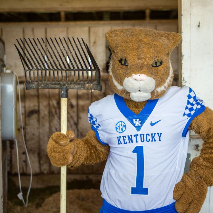 Kentucky wildcat